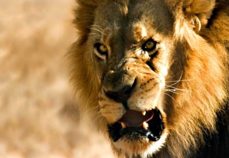 Lion warning - angry, lion, wild life, portrait