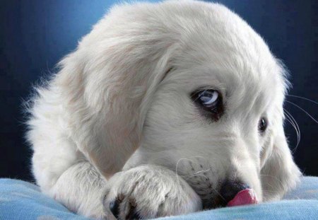 Adorable puppy - blue, cute, adorable, puppy, labrador