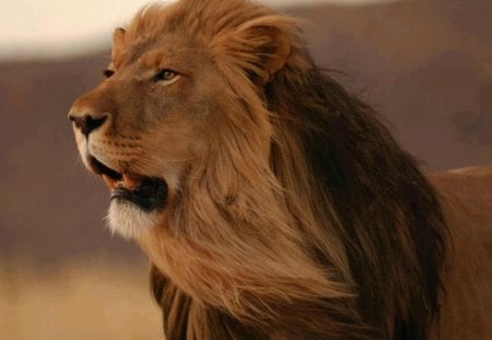 Beautiful lion - lion, zoo, wild life, portrait