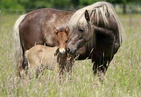 Horse with foal - horse, animal, summer, foal, grass