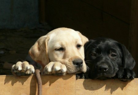 We want out in the sun, please. - pet, cute, dog, puppy, labrador