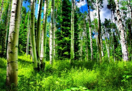 Birch forest - summer, forest, birch, pretty, greenery, beautiful, spring, grass, sky, freshness, nice, lovely, nature, green