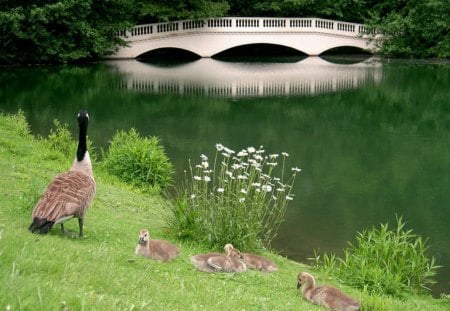 Mother goose at the shore - goose, pond, spring, park, bridge