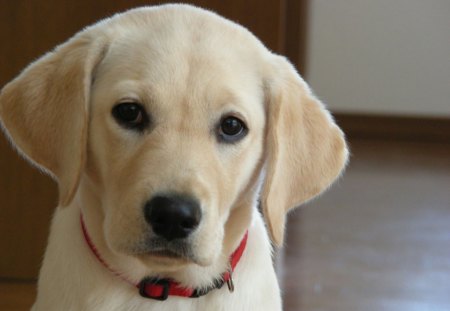 BEAUTIFUL LAB - nature, lab, dog, beautiful