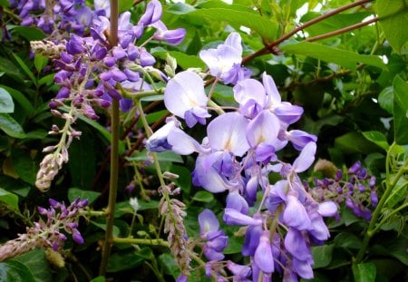 flowers - flower, purple, tree, nature