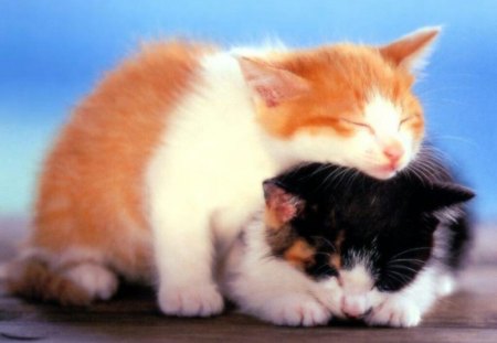 sleeping together - cats, together, sleeping, animals