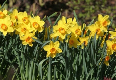 spring is here - flowers, daffodils, nature, garden