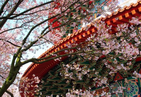 Cherry Temple - temple, nice, blossom, cherry