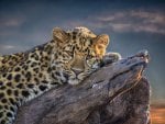 Resting Leopard