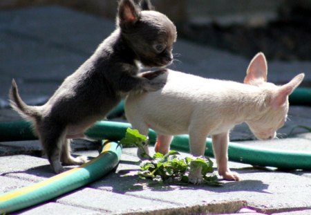 TWO CUTE CHI CHI'S - two, little, cute, pups