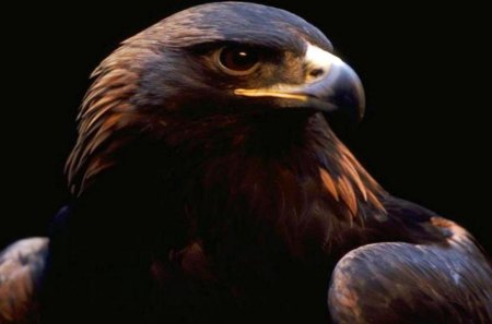 The Golden Eagle - wings, majestic, raptor, nature