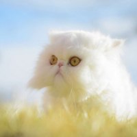 White persian