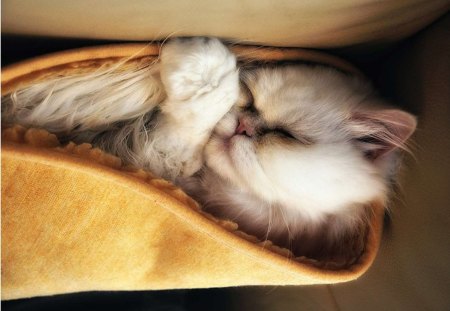 Cat - sleepy, cute, beautiful, cat, sleeping, kitty, cats, hat, cat face, paws, face, animals, pretty, beauty, sweet, kitten, lovely