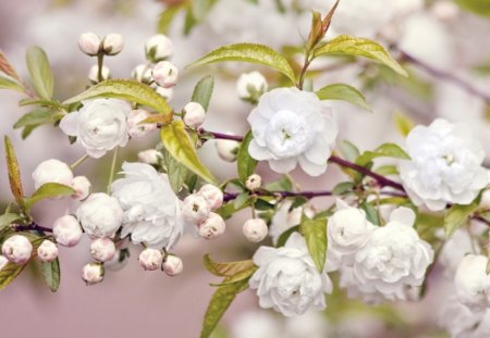 Spring blooms - flowers, blooms, white, spring