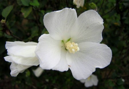 Beautiful white flower - beautiful, white, flower, pure