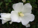 Beautiful white flower