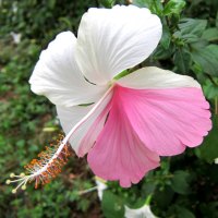 Hibiscus rosa-sinensis L.