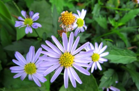 Pretty flowers - flowers, lovely, purple, pretty