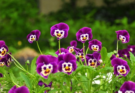 Purple flower - flowers, purple, nature, gree