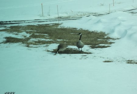 Mom and Dad geese came early - grey, Geese, white, photography, snow, Birds