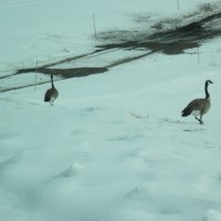 Geese confused no water on Acres yet