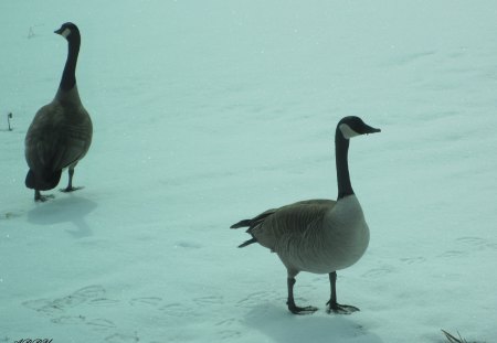 searching for water on Acres - geese, white, photography, snow, Birds