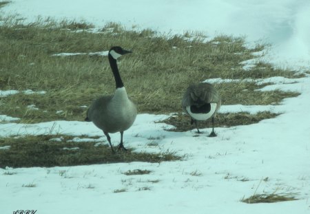 No water in Spring for us - Geese, white, photography, snow, Birds