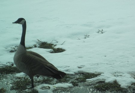 No place to lay my eggs - Geese, white, photography, snow, Birds