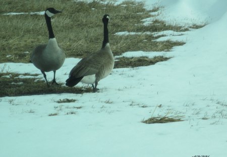 I told you to stay South !!! - geese, white, photography, snow, Birds