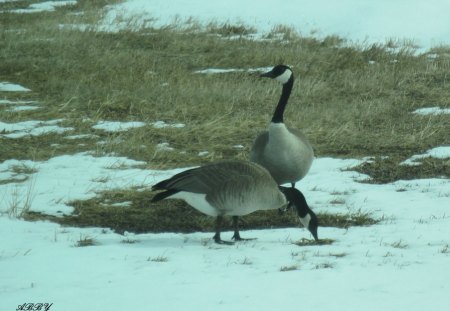 No water and no foods - white, geese, snow, photography, birds