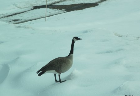 where are you going ?? - white, geese, snow, photography, birds