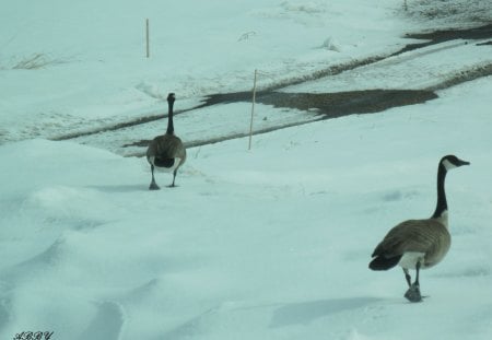 stay with me - geese, white, photography, snow, Birds