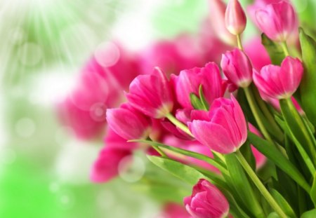 Tulips - tulips, flowers, petals, pink