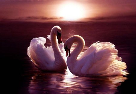 Lovely Pair - nature, swans, reflection, sun, water, sunset