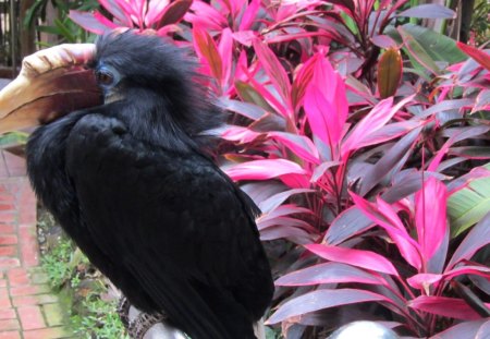 Cute bird - lovely, cute, bird, black