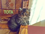 tota on chair