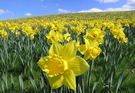 Daffodils - flowers, nature, yellow, bunch, daffodils