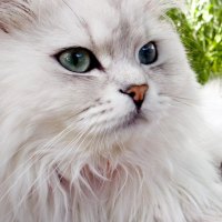 A fluffy persian cat