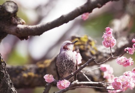 Spring - pink, bloom, branch, tree, cute, flower, spring, bird