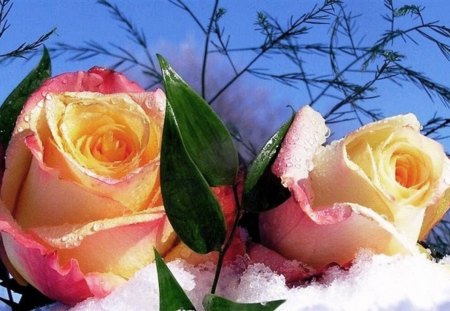 Beautiful two roses - two, sky, roses, soft, nature, snow, petals, beautiful, scent, flowers, colors