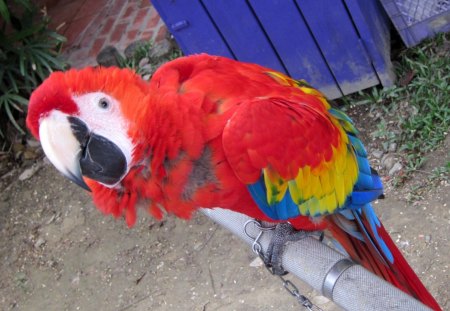 What's up ? - bird, cute, parrot, beautiful, lovely, colorful