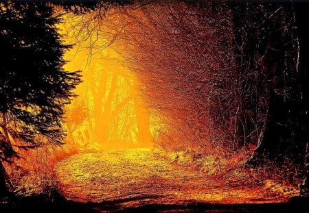 fantastic photo of forest light in autumn