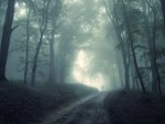 mystical foggy forest