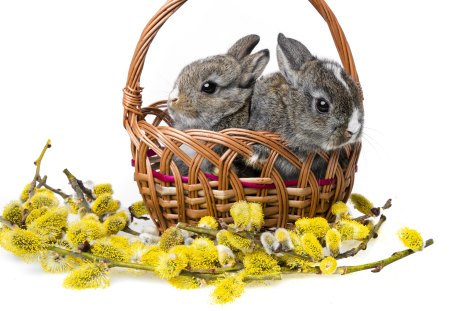 Basket of bunnies - flowers, Ester, basket, bunnies, spring, holidays, special days