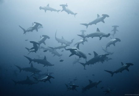 Hammerhead Sharks - fish, ocean, sharks, hammerhead