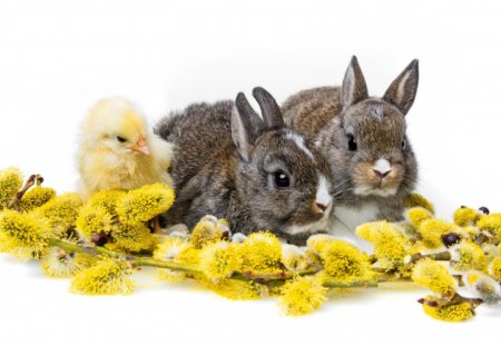 Cute friends - flowers, cute, bunnies, spring, Chicken, special days, Easter, sweet