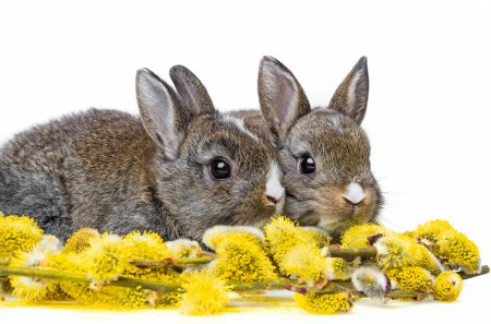 Cute bunnies - animals, bunnies, easter, flowers, spring