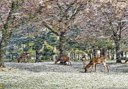 Falling Petals, Japan - nature, trees, deers, petals