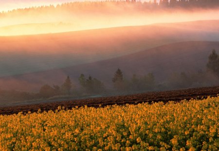 plowed fields on hills at sunrise - hills, plowed, fields, mist, sunrise