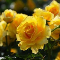 Beautiful Yellow Roses